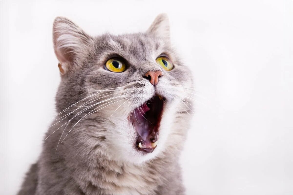 Cosa significa che il mio gatto miagola anche se ha da mangiare, secondo gli esperti