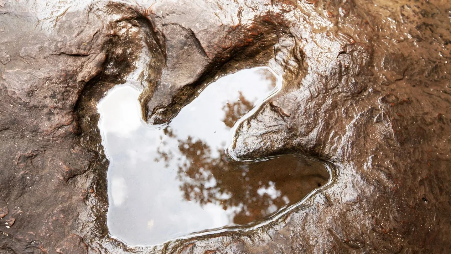 Animale creduto estinto da 100 anni riappare in Sud America: la sorprendente scoperta che cambia tutto