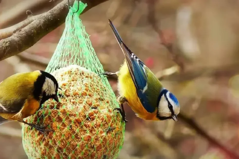 Attirare uccellini in giardino: il metodo semplice in 3 mosse