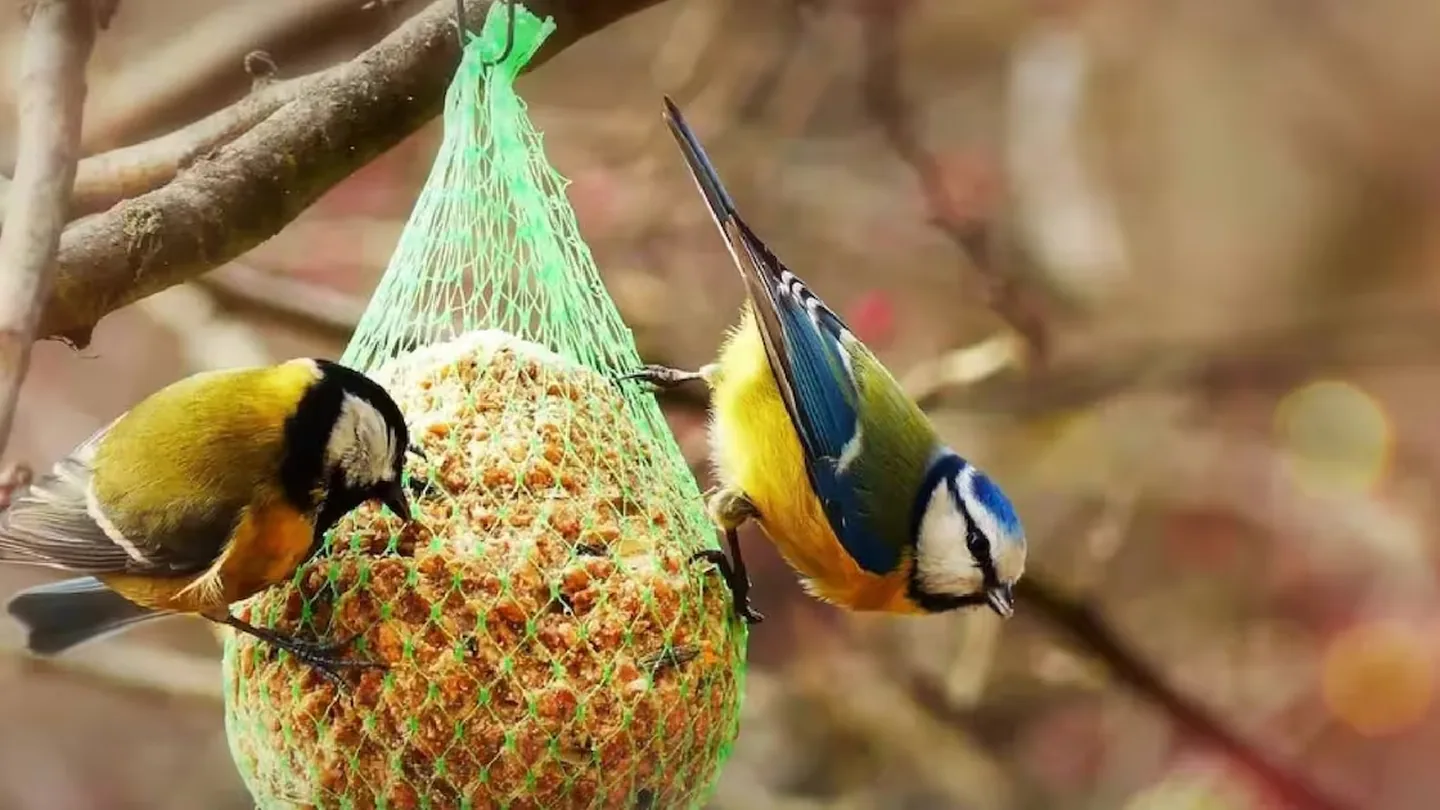 Attirare uccellini in giardino: il metodo semplice in 3 mosse