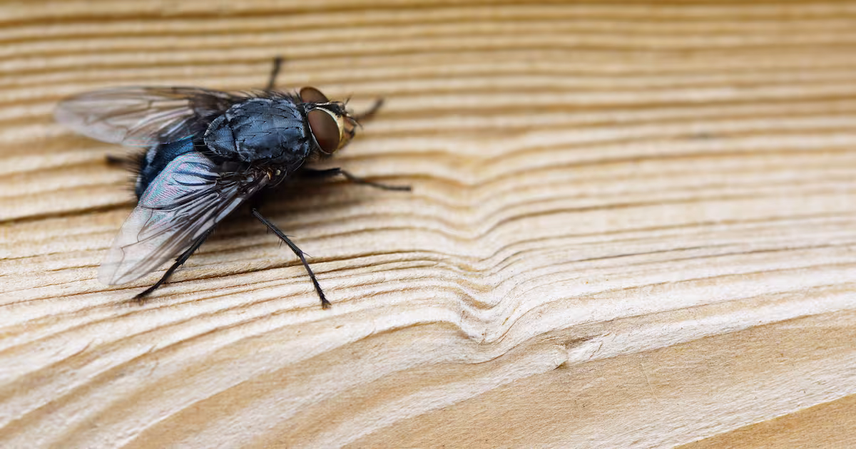 Cervello di mosca ricreato al computer: come funziona la simulazione che copia la mente dell’animale