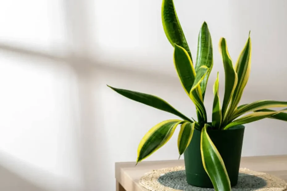 Crescita rigogliosa della sansevieria in casa: il metodo semplice per scegliere il posto migliore