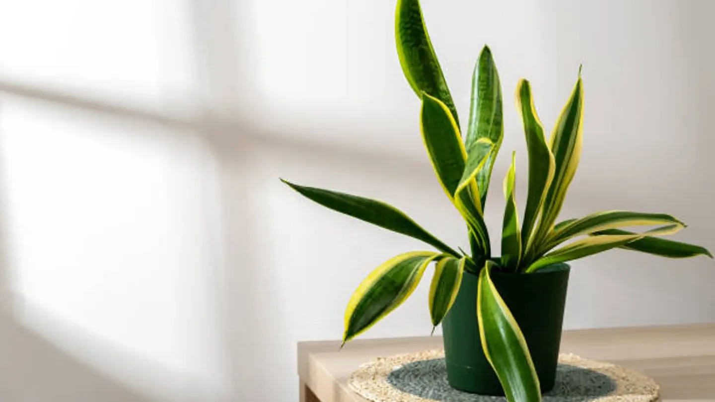 Crescita rigogliosa della sansevieria in casa: il metodo semplice per scegliere il posto migliore