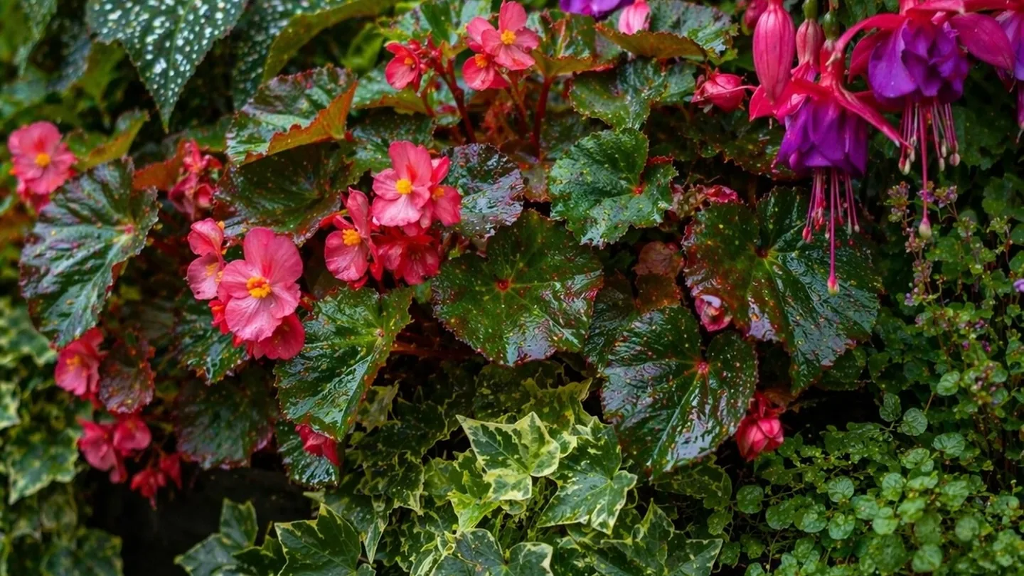 Fioriere rigogliose anche all’ombra: il metodo semplice che funziona davvero