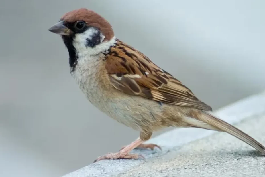 Fortuna in casa: il semplice segno nascosto quando un passero fa il nido sul tuo balcone
