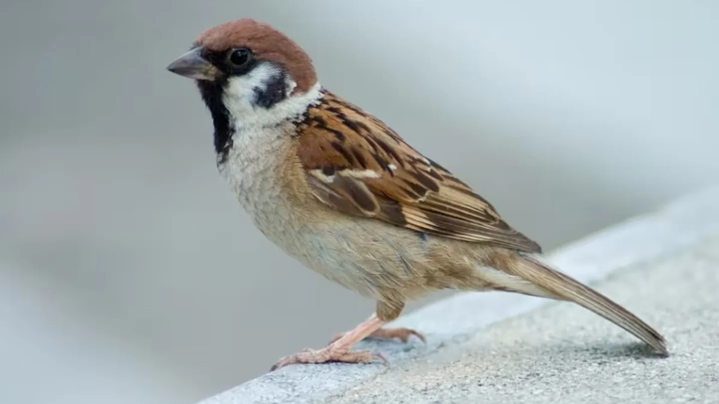 Fortuna in casa: il semplice segno nascosto quando un passero fa il nido sul tuo balcone