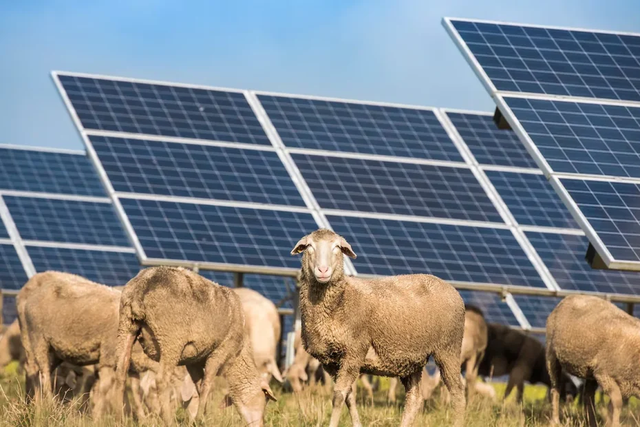 Hanno messo 1.700 pecore in mezzo ai pannelli solari e il comportamento inaspettato degli animali ha sorpreso gli scienziati