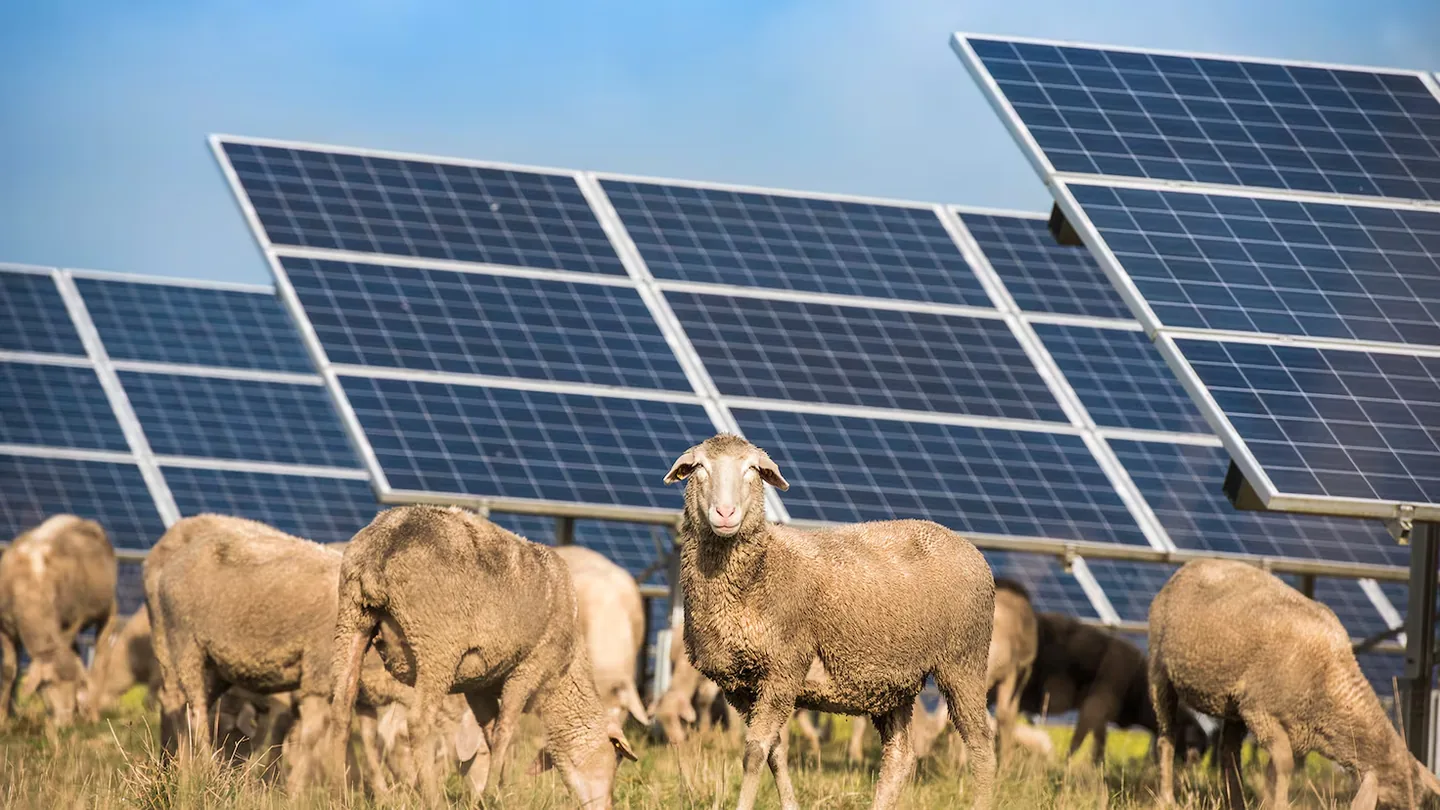 Hanno messo 1.700 pecore in mezzo ai pannelli solari e il comportamento inaspettato degli animali ha sorpreso gli scienziati