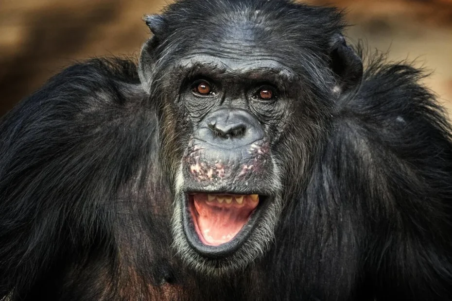 Il cervello umano reagisce ai richiami degli scimpanzé: il segreto nascosto nelle nostre origini