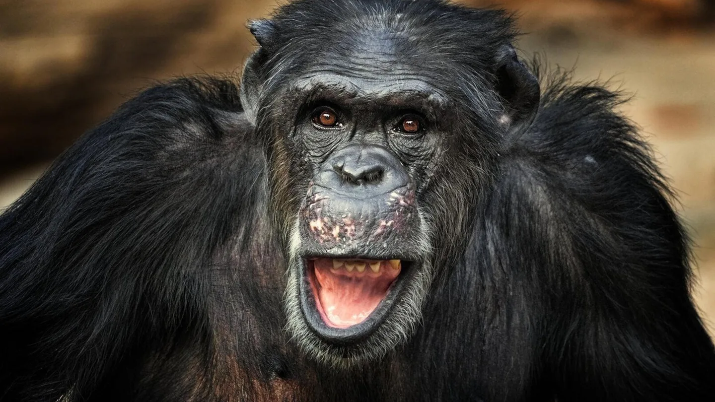 Il cervello umano reagisce ai richiami degli scimpanzé: il segreto nascosto nelle nostre origini