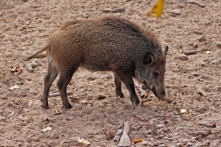 Jabalì urbani diversi da quelli rurali: lo studio genetico che cambia la gestione delle città