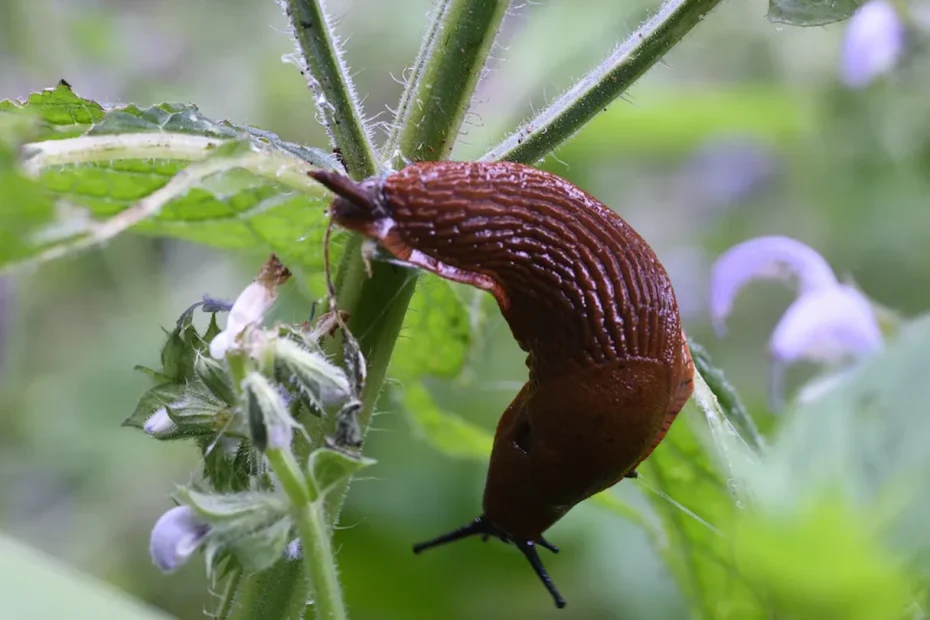 Meno lumache nell’orto e più gusto in cucina: il trucco naturale con la nasturzio