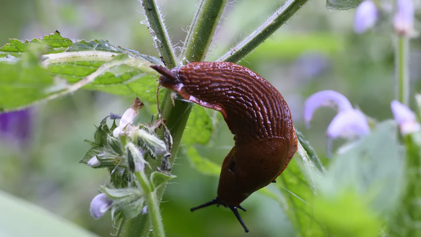 Meno lumache nell’orto e più gusto in cucina: il trucco naturale con la nasturzio