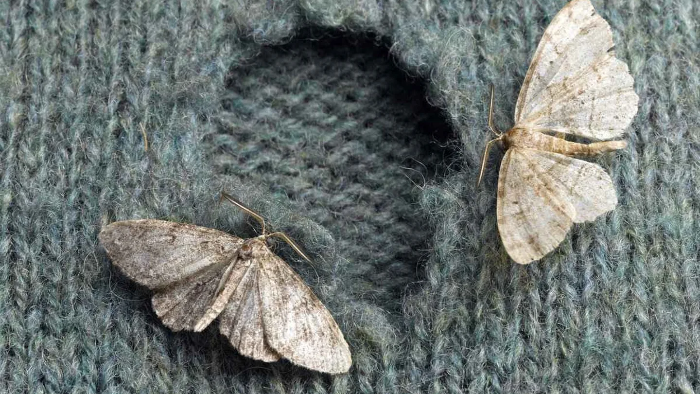 Miti nell’armadio: il rimedio naturale che funziona in un solo giorno