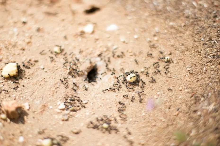 Niente più formicai in casa o in giardino: il metodo semplice per eliminarli in fretta