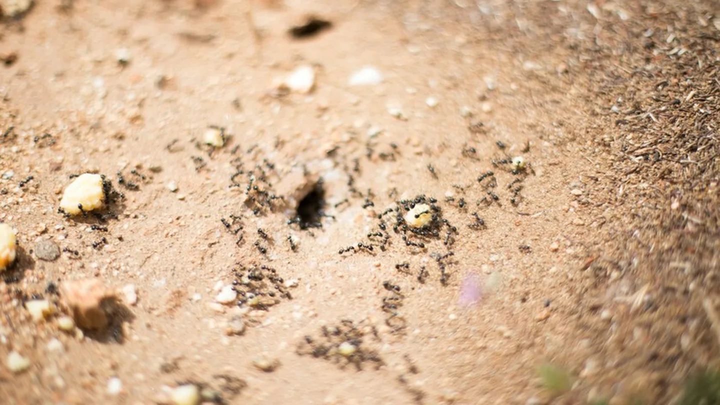 Niente più formicai in casa o in giardino: il metodo semplice per eliminarli in fretta