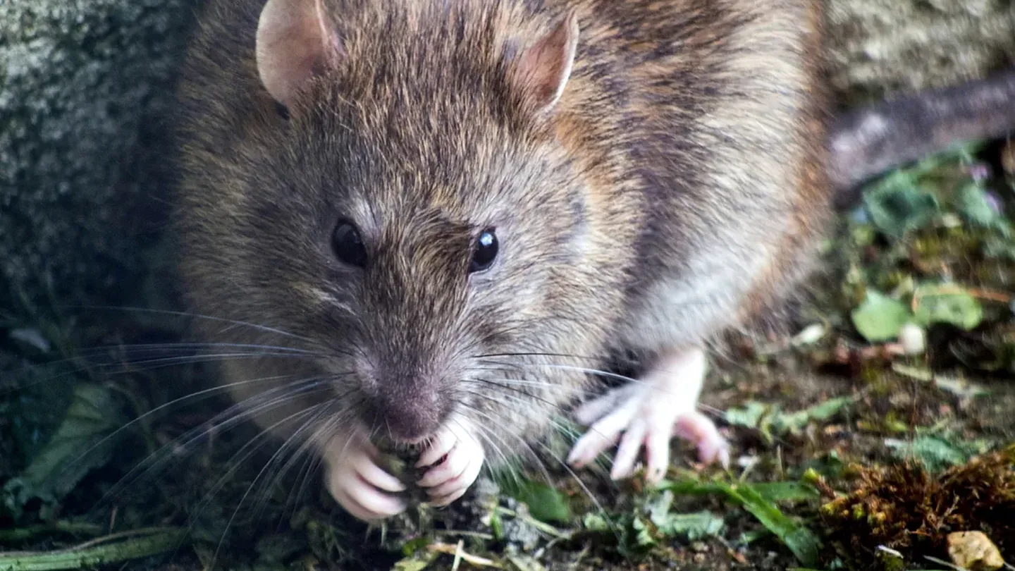 Niente più ratti in giardino: il semplice cambio nel compost che risolve il problema