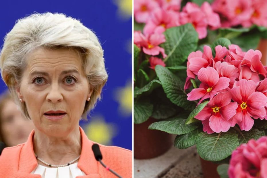 Niente più vasi di plastica: il nuovo divieto UE che cambia il mercato delle piante da interno