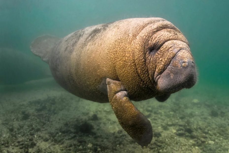 Nuova specie di vacca marina di 21 milioni di anni in Qatar: come ha modellato i fondali marini come quelle attuali