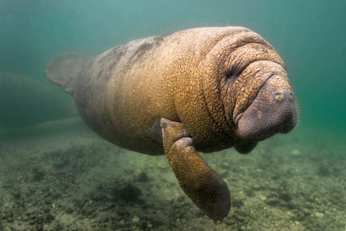 Nuova specie di vacca marina di 21 milioni di anni in Qatar: come ha modellato i fondali marini come quelle attuali