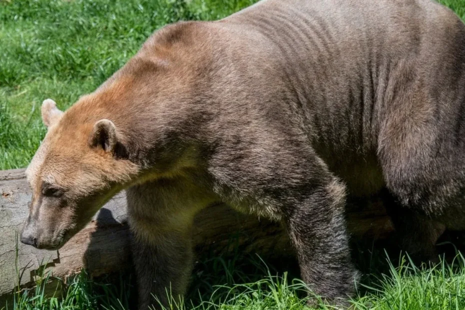 Nuovo predatore nell’Artico: l’ibrido tra orso polare e grizzly che cambia gli equilibri