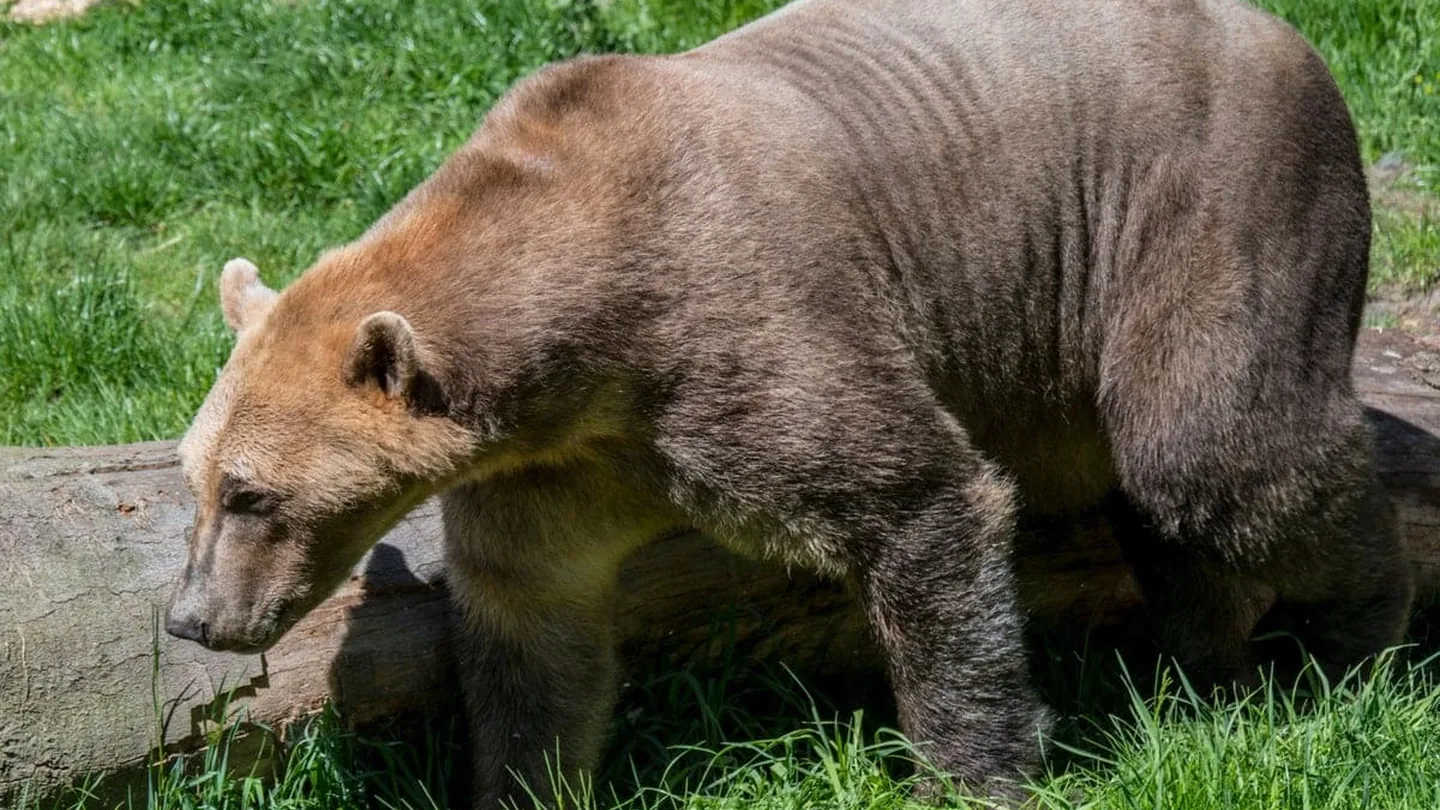Nuovo predatore nell’Artico: l’ibrido tra orso polare e grizzly che cambia gli equilibri