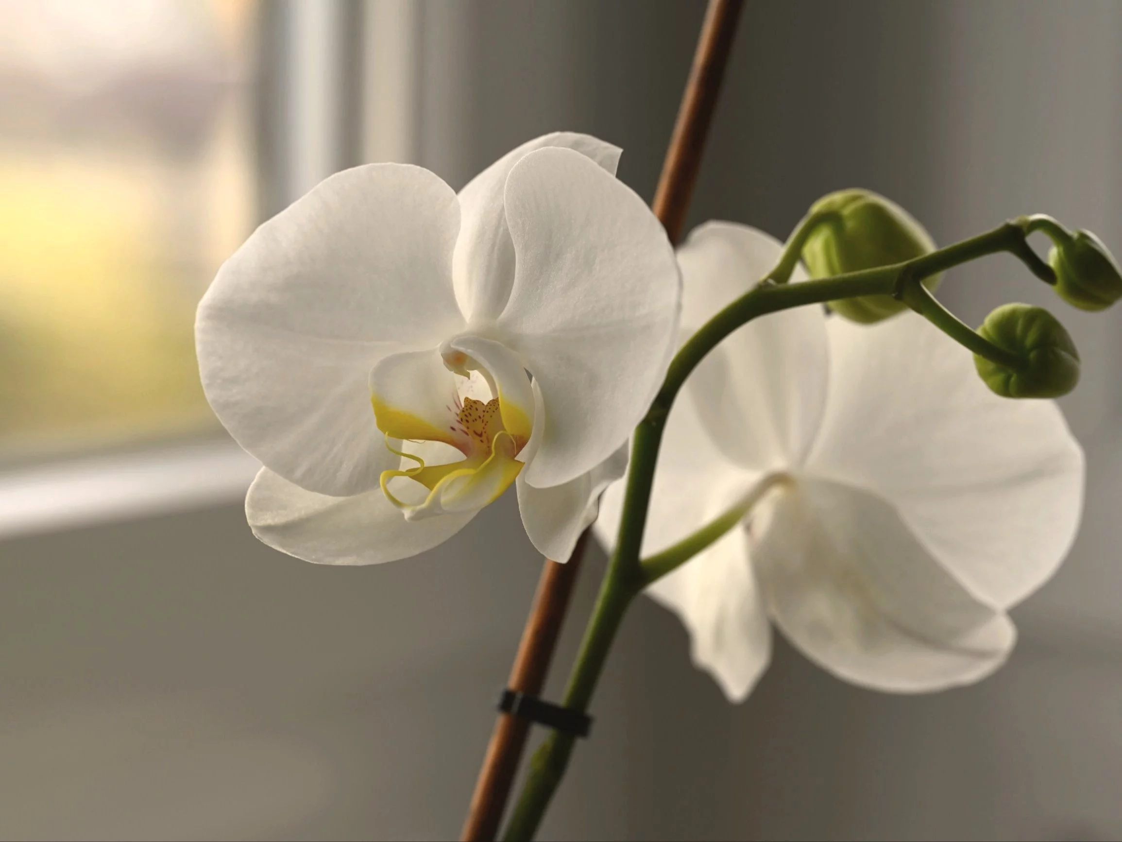 Orchidee cariche di fiori con un trucco di cucina: il metodo all’aglio
