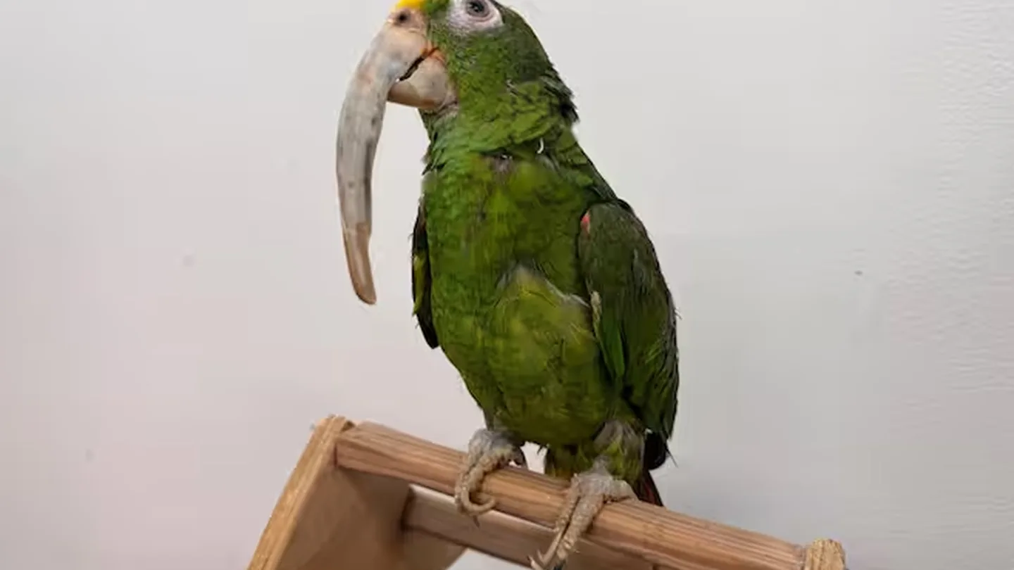 Pappagallo salvato dopo 32 anni in gabbia: la verità sugli effetti del lungo confinamento