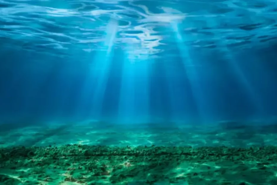 Perché gli oceani si stanno oscurando e quali conseguenze ciò può avere per gli animali e gli esseri umani
