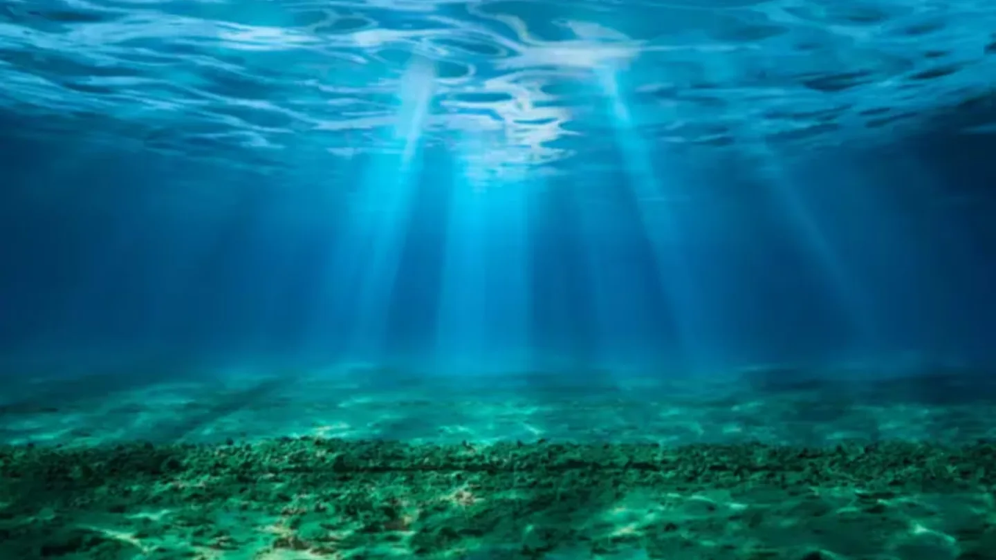 Perché gli oceani si stanno oscurando e quali conseguenze ciò può avere per gli animali e gli esseri umani