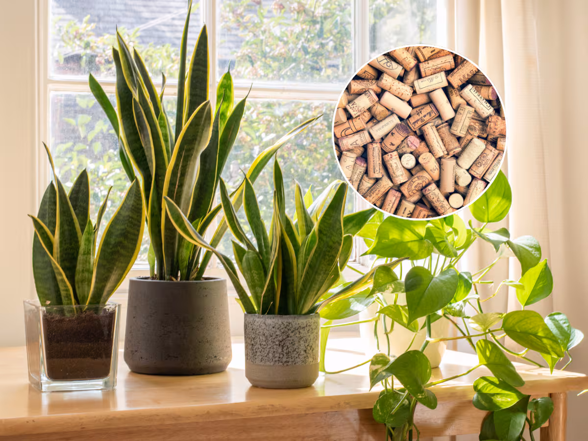 Piante più sane con i tappi di sughero nel terriccio: il trucco semplice che offre diversi benefici