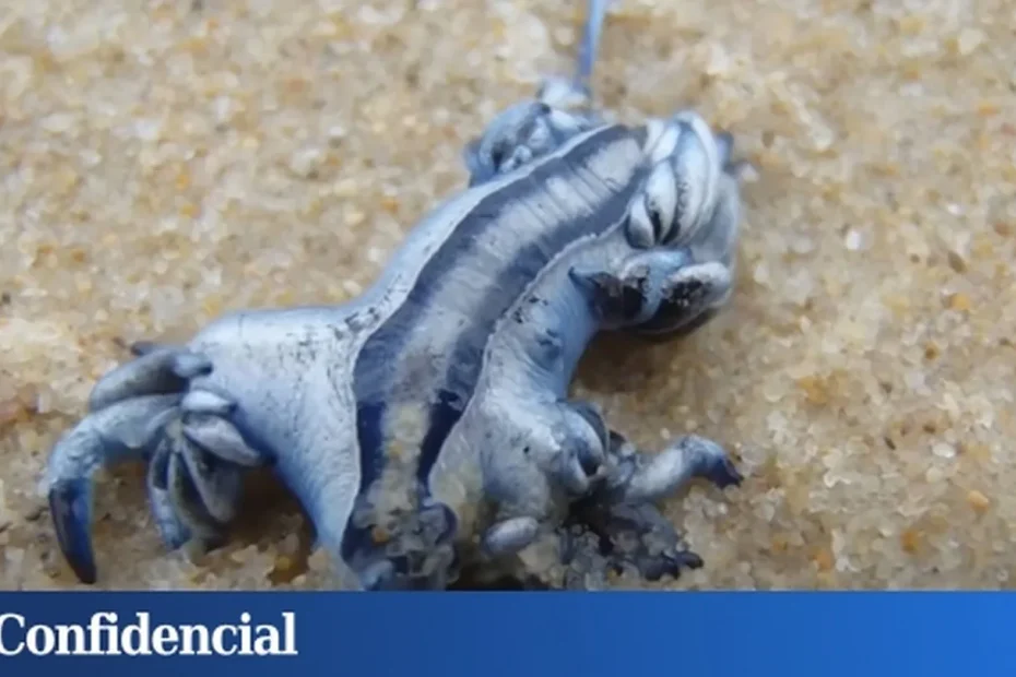 Ritorno del “drago blu” nel Mediterraneo: la scoperta rara che svela un sorprendente segreto marino