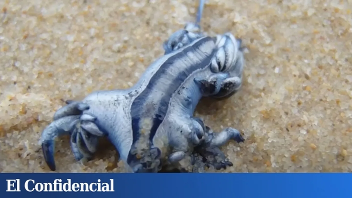 Ritorno del “drago blu” nel Mediterraneo: la scoperta rara che svela un sorprendente segreto marino