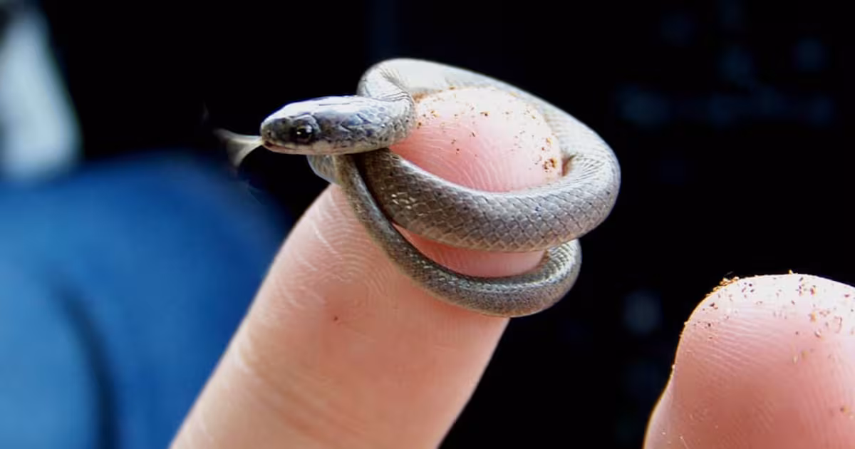 Ritorno della serpente più piccola del mondo: come un “fantasma” della natura è riapparso dopo 20 anni