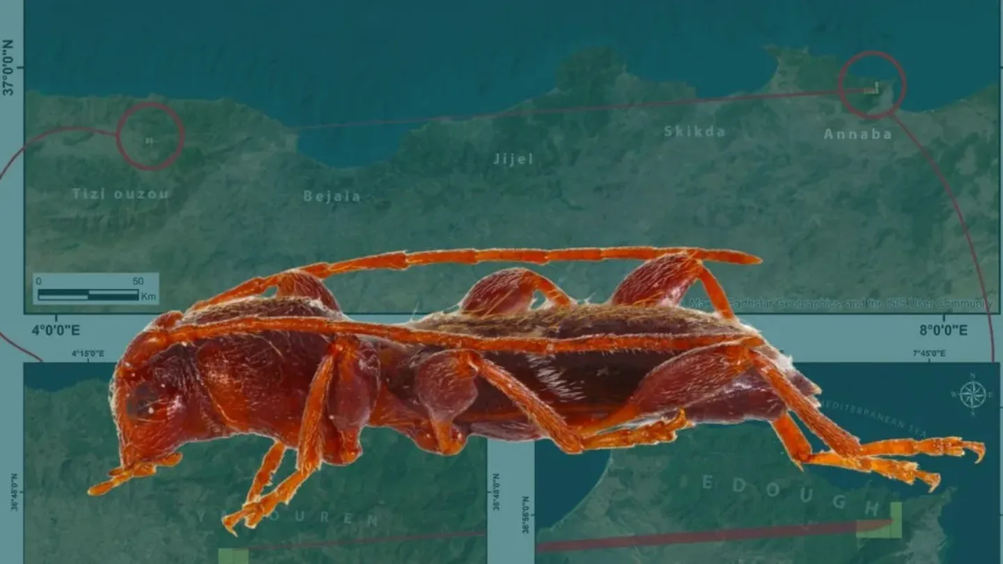 Scarabeo fantasma riapparso dopo 124 anni: come un coleottero “invisibile” cambia la mappa della biodiversità