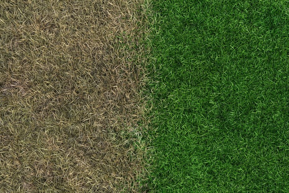Tappeto erboso folto e verde: il trucco semplice con i fondi di caffè